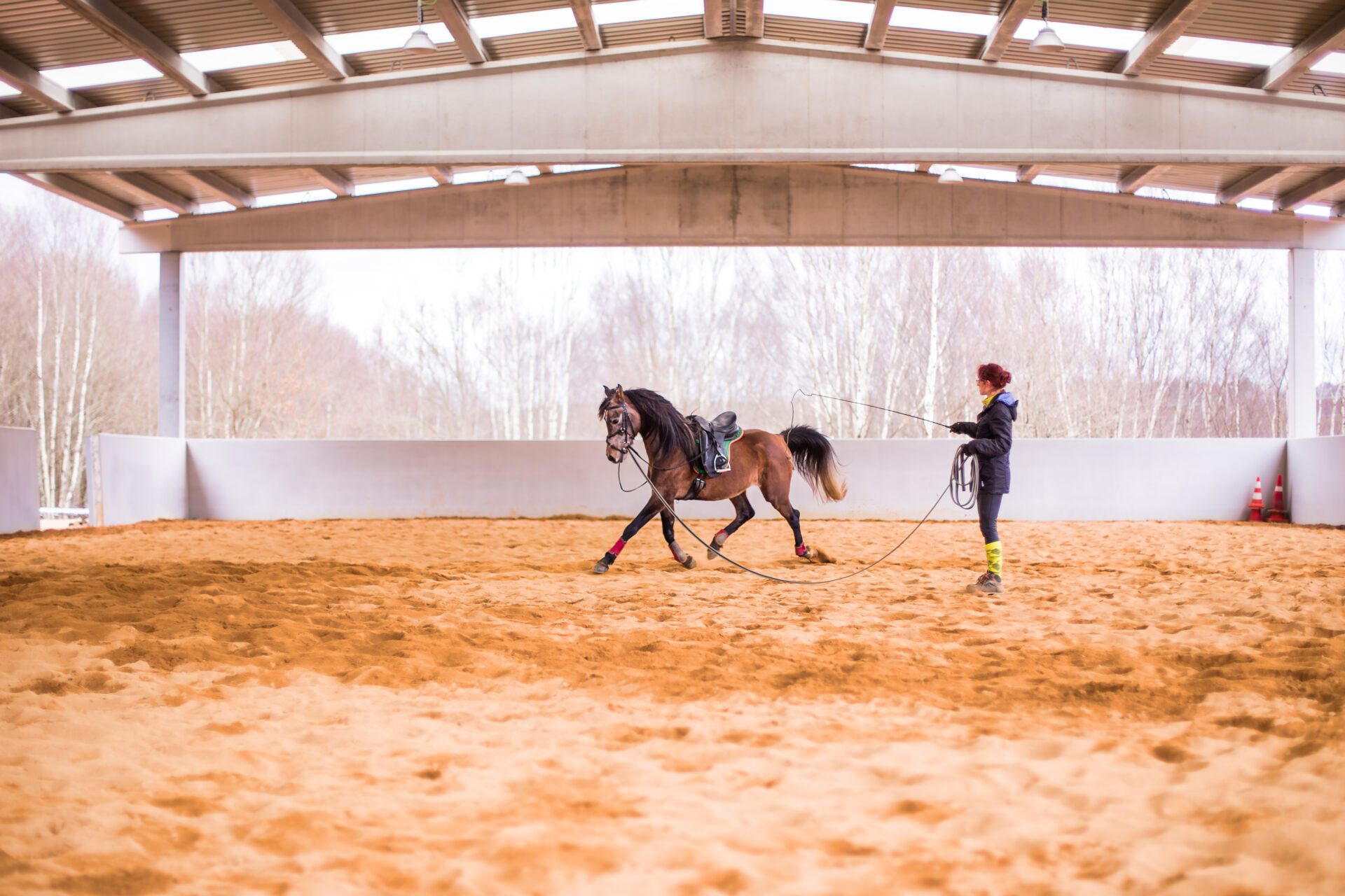 Dressage horse training on cord for equitation. Hispanic middle age woman on riding hall.