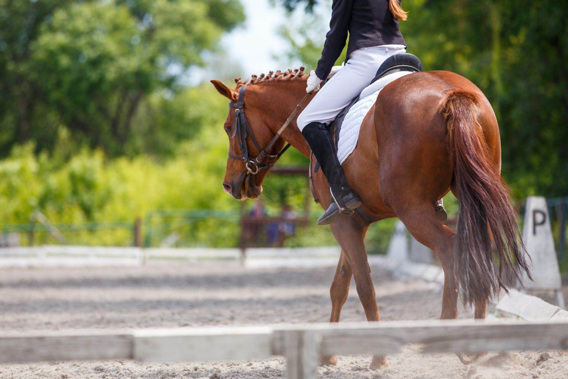 Girl riding sorrel horse on dressage competition Girl riding sorrel horse on dressage competition