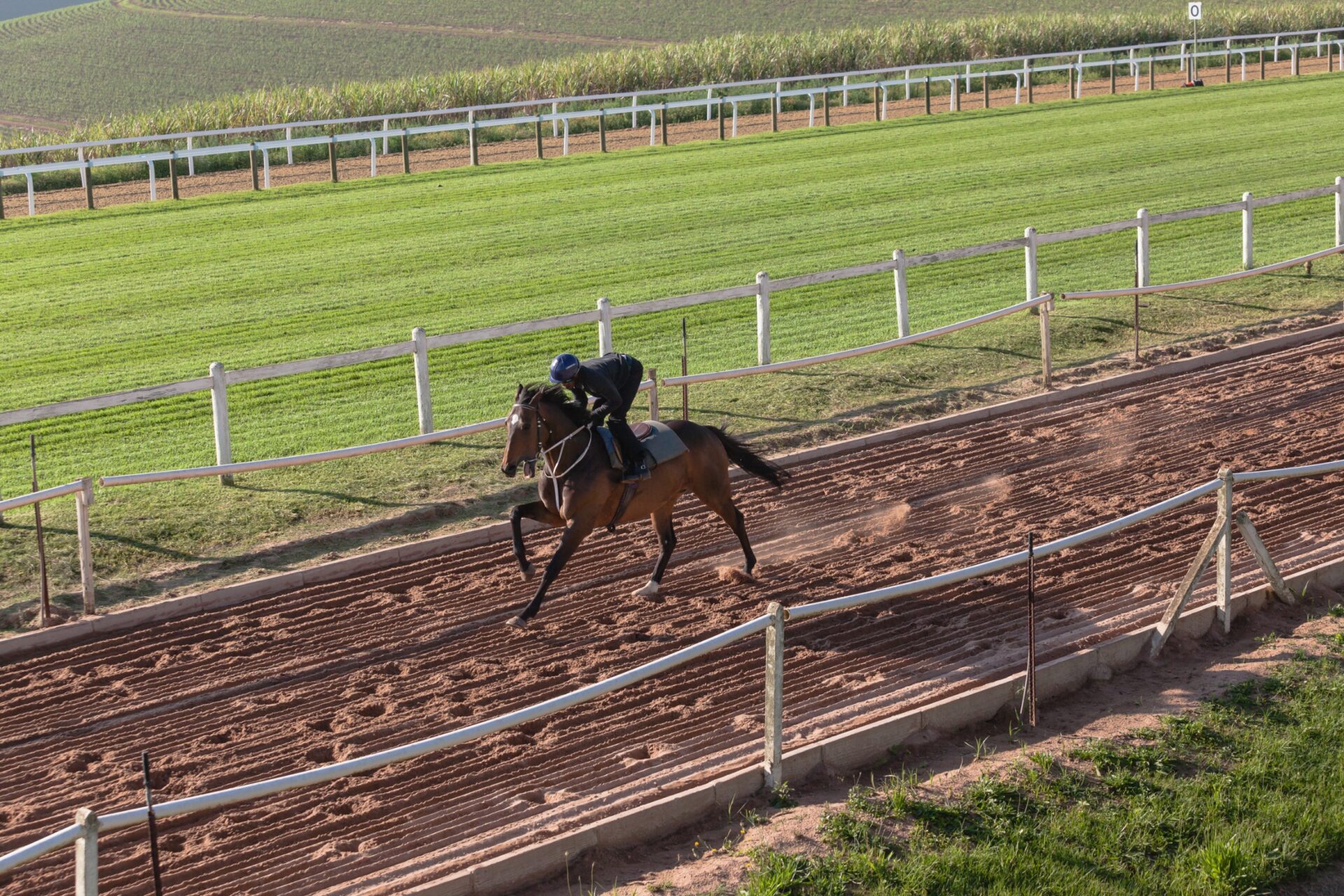 Race Horses jockeys sand grass tracks morning training landscape